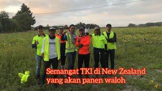 Inilah cara panen waloh oleh TKI di New Zealand