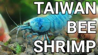 Everything You Need To Know About Taiwan Bee Shrimp