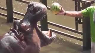 Бегемот ест арбуз