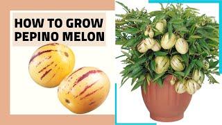 how to grow pepino melon