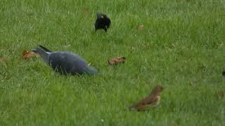 Blackbirds Redwing and Song Thrush eating fallen fruit