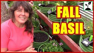 Basil  How To Plant Fall Basil In A Bucket  Container Herb Garden 