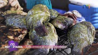 NCI Reportages  Tilapia le poisson qui a conquis les Ivoiriens