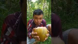 Berpetualang di kebun minum air kelapa termanis di dunia #shorts #petualangan  #survival