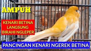 PANCINGAN KENARI GACOR NGEREK BETINA