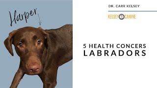 5 Health Concerns For Labrador Retrievers