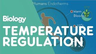 Temperature Regulation Of The Human Body  Physiology  Biology  FuseSchool