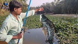 Traditional Village Fishing Method ll Big Snakehead Fish Hunting ll Amazing New Fishing Technique