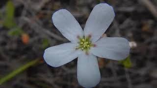 Pygmy Sundews