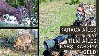 Tilki Ailesi ve Karaca Ailesi Karşı Karşıya Geldi  Vahşi Yaşam Fotoğrafçılığı