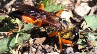 The Cricket Killer - Great Golden Digger Wasp digging a burrow HD