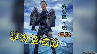【海野人 Spearfishing 】夢幻魚 星點 石雕 白嘴 合輯 01 #自由潛水 #漁獵 #打魚