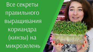 Как правильно прорастить кориандр кинзу на #микрозелень в домашних условиях. Все секреты.