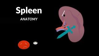Spleen Anatomy Structures Function Topography Coverings and Ligaments