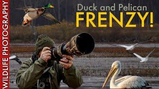 Duck & Pelican FRENZY WILDLIFE PHOTOGRAPHY Adventures