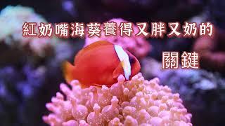 如何把紅奶嘴海葵養的又胖又奶？ 其中有什麼關鍵！Tips for Keeping Anemones ｜紅茶的海水魚世界