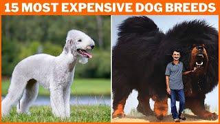 Top 15 Most Expensive Dog Breeds in the World Luxury Pooches Revealed#foryou #subscribe