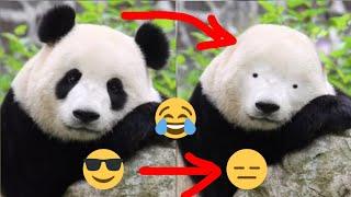 If pandas lose their black circles Amazing Funny Panda