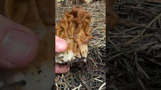 Mushroom ASMR Tapping Crunch Slicing Gyromitra monatana aka the Snow Bank “Morel”