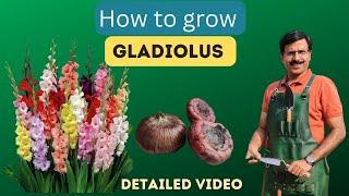 How To Grow And Care Gladiolus Bulbs In Pots  Gladiolus Bulbs Growing Tips by Javed Iqbal