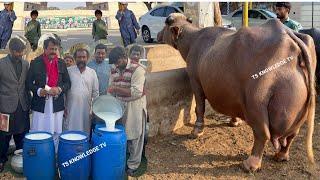 Final Milking All Punjab Online Buffalo  Milk Competition of Haji Shaukat Doggar Buffalo Dairy Farm