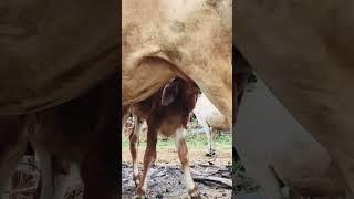 Cow Baby Breastfeeding ️ #shorts