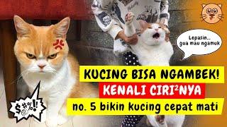 KUCING NGAMBEK ? TANDA TANDA KUCING MARAH  KENALI TANDA KUCING MEMBENCI KITA TIPS MERAWAT KUCING