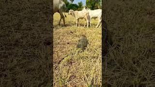 Amazing Komodo Dragon wants to eat cows #shorts