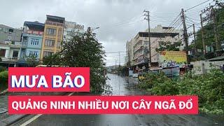 Bão số 2 suy yếu thành áp thấp nhiệt đới Quảng Ninh nhiều nơi cây ngã đổ