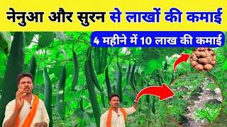 गिलकी और जिमीकंद की खेती से 10 लाख कमाई  Elephant Foot Yam and sponge gourd mix farming in hindi