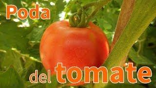 Cómo podar una tomatera - Planeta Huerto