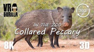 VR in the Zoo Collared Peccaries short- 8K 360 3D