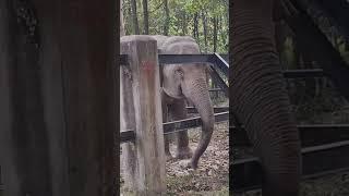 elephant eating #cute #shorts #shortsyoutube #youtubeshorts