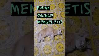 #kokok #ayam #budak #orange #mengeletis #brilliant #pintar #emut #manja #tahap #gaban