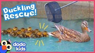 Rescuer Wont Leave Littlest Duckling Behind  Rescued  Dodo Kids