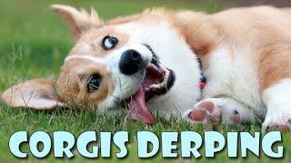 Corgis derping COMPILATION - funny cute dog fails and silly moments