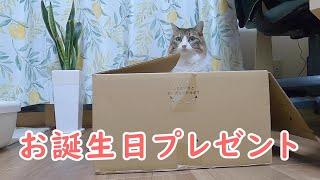 愛猫のお誕生日プレゼントを開封したら愛犬が駄々をこねて困らせたのがこちらです【保護猫／ダックス】