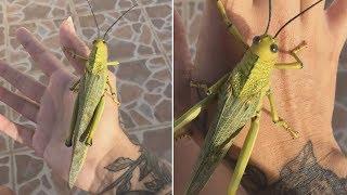 Huge Grasshopper Perches On Womans Hand In Mexico