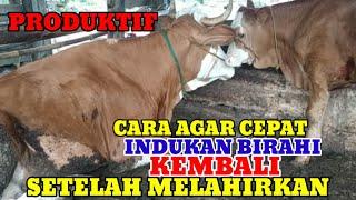 CARA MEMPERTAHANKAN INDUKAN SAPI BIRAHI SETELAH MELAHIRKAN 3-4 BULAN#