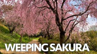 Weeping Cherry blossoms in Hitachi Fudokinooka