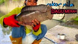 Mancing Ikan Nila Babon umpan lumutRekor dapat babon dagu merah