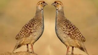 10 min teetar ki Awaz Partridge sounds Francolin voice #teetar #partridge #sounds #hunting #voice