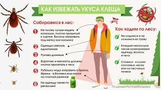 КЛЕЩИ. Что будет если УКУСИТ КЛЕЩ? Как КУСАЕТ КЛЕЩ? Как вытащить КЛЕЩА?