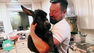 House Donkey Knows When It’s Bedtime And Loves Snuggling With Owners  Cuddle Buddies