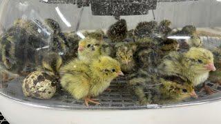 Is the Nurture Right 360 a good incubator? Incubator review #myshirefarm #quail