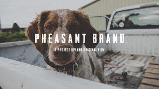 Pheasant Hunting with American Brittanys - Pheasant Brand - Dogtra E-Collars