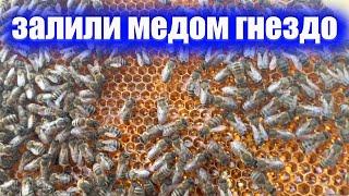 Роение Вывод пчел с роевого состояния НАЛЕТ НА МАТКУ результат