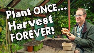 5 Must-Grow Perennial Vegetables Harvest Year After Year... ‍