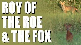 Deer + Fox Shooting Return of Roy of the Roe