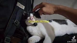 KUCING INI DIHIPNOTIS